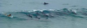 dolphins in surf lessons